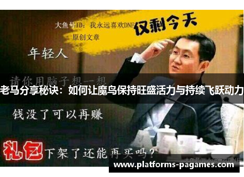 老马分享秘诀：如何让魔鸟保持旺盛活力与持续飞跃动力